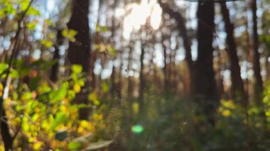 Örümcekağı ormanda rüzgarda sallanıyor ve arka planda güneş ışığı var. Örümcek ormanlık alanda bir örümcek ağı inşa eder. Yaz parkında gün batımında güzel bir doğa sahnesi. Vahşi yaşam kavramı. Yavaş çekim