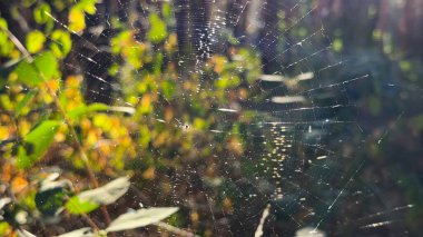Örümcekağı ormanda rüzgarda sallanıyor ve arka planda güneş ışığı var. Örümcek ormanlık alanda bir örümcek ağı inşa eder. Yaz parkında gün batımında güzel bir doğa sahnesi. Vahşi yaşam kavramı. Yavaş çekim