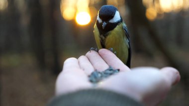 Small titmouse eating meal from arm of young girl against sunset at background. Little tomtit pecking food from a female hand at autumn. Woman feeding cute tit bird to sunflower seeds in forest.