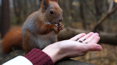 Vahşi tüylü sincap dişi kolundan fındık alıp açık havada kemiriyor. Şirin kemirgen ormanda genç bir kızın elinden yemek yiyor. Sonbahar parkında aç küçük Sciurus 'u cevizlerle besleyen bir kadın..