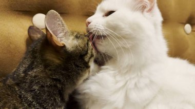 Güzel evcil kediler evde birbirlerini dilleriyle yalıyor. Evde kürkleriyle ilgilenen sevimli kediler. Aile kedisi birlikte dinleniyor. Sevimli hayvan kavramı.
