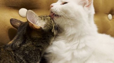 Güzel evcil kediler evde birbirlerini dilleriyle yalıyor. Evde kürkleriyle ilgilenen sevimli kediler. Aile kedisi birlikte dinleniyor. Sevimli hayvan kavramı.