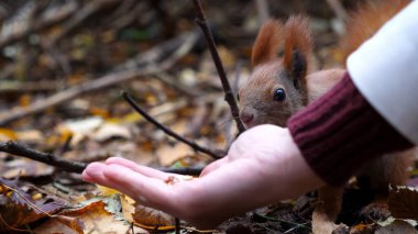 Vahşi tüylü sincap dişi kolundan fındık alıp açık havada kemiriyor. Şirin kemirgen ormanda genç bir kızın elinden yemek yiyor. Sonbahar parkında aç küçük Sciurus 'u cevizlerle besleyen bir kadın..
