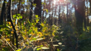Örümcekağı ormanda rüzgarda sallanıyor ve arka planda güneş ışığı var. Örümcek ormanlık alanda bir örümcek ağı inşa eder. Yaz parkında gün batımında güzel bir doğa sahnesi. Vahşi yaşam kavramı. Yavaş çekim