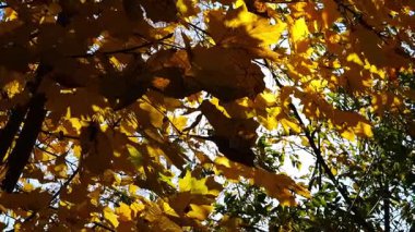 Sarı akçaağaç dalları üzerinde yapraklar güneşli bir günde rüzgarda hafifçe sallanıyor. Bereketli sonbahar portakal yaprakları ormanda rüzgarda savruluyor. Güzel renkli sonbahar sezonu. Yavaşla.