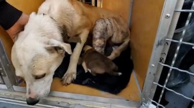 Gönüllü bir erkek, köpeği küçük bir kamyonla taşıyıcıya koyuyor. Kurtarma ekipleri Ukrayna 'daki bir cephe şehrinden hayvanları kurtarıyor. Kibar insanlar evsizleri tahliye edip güvenli bir yere götürüyorlar..