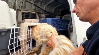 Gönüllü bir erkek, kediyi küçük bir kamyonla taşıyıcıya koyuyor. Kurtarma ekipleri Ukrayna 'daki bir cephe şehrinden hayvanları kurtarıyor. Kibar insanlar evsizleri tahliye edip güvenli bir yere götürüyorlar..