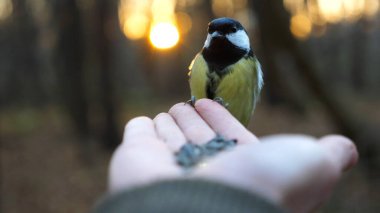 Small titmouse eating meal from arm of young girl against sunset at background. Little tomtit pecking food from a female hand at autumn. Woman feeding cute tit bird to sunflower seeds in forest.