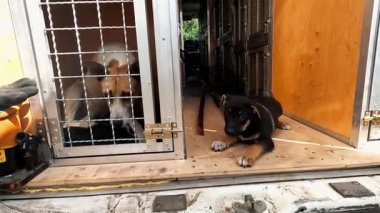 Minik, korkmuş köpek ve köpek kamyonetlerde oturuyor. Kurtarma ekipleri Ukrayna 'daki bir cephe şehrinden hayvanları tahliye ediyor. Kibar insanlar evsizlerin hayvanlarını kurtarıp güvenli bir yere götürüyorlar. Yavaş çekim