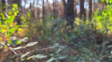 Örümcekağı ormanda rüzgarda sallanıyor ve arka planda güneş ışığı var. Örümcek ormanlık alanda bir örümcek ağı inşa eder. Yaz parkında gün batımında güzel bir doğa sahnesi. Vahşi yaşam kavramı. Yavaş çekim