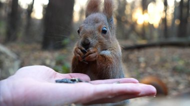 Şirin kemirgen ormanda genç bir kızın elinden yemek yiyor. Vahşi kabarık sincap dişi kolundan ayçiçeği tohumlarını alıp kemiriyor. Arkaplanda gün batımına karşı aç küçük bir Sciurus besleyen kadın..