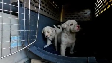 Gönüllü bir erkek, yavru köpeği küçük bir kamyonla bir taşıyıcıya koyuyor. Kurtarma ekipleri Ukrayna 'daki bir cephe şehrinden hayvanları kurtarıyor. Kibar insanlar evsizleri tahliye edip güvenli bir yere götürüyorlar..