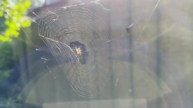 Örümcekağı bahçede rüzgarda sallanıyor ve arka planda güneş ışığı var. Örümcek açık havada bir örümcek ağı inşa eder. Yaz gününde güzel bir doğa sahnesi. Vahşi yaşam kavramı. Yavaş çekim