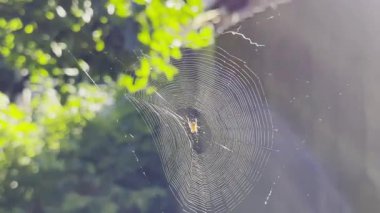 Örümcekağı bahçede rüzgarda sallanıyor ve arka planda güneş ışığı var. Örümcek açık havada bir örümcek ağı inşa eder. Yaz gününde güzel bir doğa sahnesi. Vahşi yaşam kavramı. Yavaş çekim
