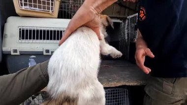 Gönüllü bir erkek, yavru köpeği küçük bir kamyonla bir taşıyıcıya koyuyor. Kurtarma ekipleri Ukrayna 'daki bir cephe şehrinden hayvanları kurtarıyor. Kibar insanlar evsizleri tahliye edip güvenli bir yere götürüyorlar..