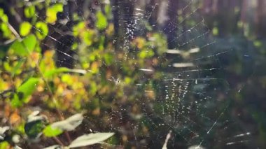 Örümcekağı ormanda rüzgarda sallanıyor ve arka planda güneş ışığı var. Örümcek ormanlık alanda bir örümcek ağı inşa eder. Yaz parkında gün batımında güzel bir doğa sahnesi. Vahşi yaşam kavramı. Yavaş çekim