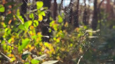 Örümcekağı ormanda rüzgarda sallanıyor ve arka planda güneş ışığı var. Örümcek ormanlık alanda bir örümcek ağı inşa eder. Yaz parkında gün batımında güzel bir doğa sahnesi. Vahşi yaşam kavramı. Yavaş çekim
