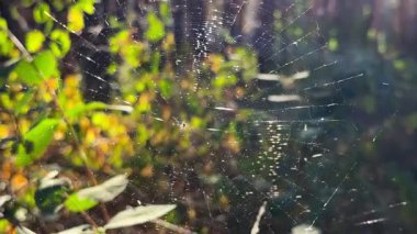 Örümcekağı ormanda rüzgarda sallanıyor ve arka planda güneş ışığı var. Örümcek ormanlık alanda bir örümcek ağı inşa eder. Yaz parkında gün batımında güzel bir doğa sahnesi. Vahşi yaşam kavramı. Yavaş çekim