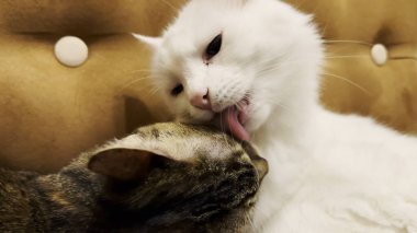 Güzel evcil kediler evde birbirlerini dilleriyle yalıyor. Evde kürkleriyle ilgilenen sevimli kediler. Aile kedisi birlikte dinleniyor. Sevimli hayvan kavramı.