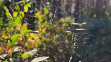 Örümcekağı ormanda rüzgarda sallanıyor ve arka planda güneş ışığı var. Örümcek ormanlık alanda bir örümcek ağı inşa eder. Yaz parkında gün batımında güzel bir doğa sahnesi. Vahşi yaşam kavramı. Yavaş çekim
