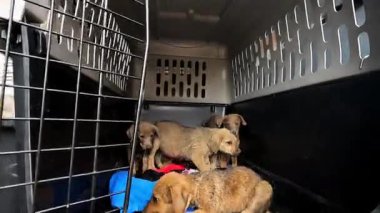 Gönüllü bir erkek, yavru köpeği küçük bir kamyonla bir taşıyıcıya koyuyor. Kurtarma ekipleri Ukrayna 'daki bir cephe şehrinden hayvanları kurtarıyor. Kibar insanlar evsizleri tahliye edip güvenli bir yere götürüyorlar..