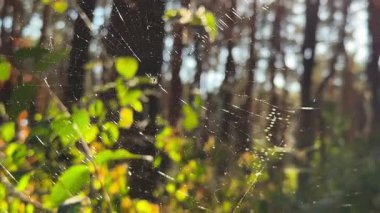 Örümcekağı ormanda rüzgarda sallanıyor ve arka planda güneş ışığı var. Örümcek ormanlık alanda bir örümcek ağı inşa eder. Yaz parkında gün batımında güzel bir doğa sahnesi. Vahşi yaşam kavramı. Yavaş çekim