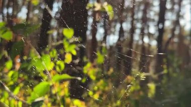 Örümcekağı ormanda rüzgarda sallanıyor ve arka planda güneş ışığı var. Örümcek ormanlık alanda bir örümcek ağı inşa eder. Yaz parkında gün batımında güzel bir doğa sahnesi. Vahşi yaşam kavramı. Yavaş çekim