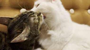 Güzel evcil kediler evde birbirlerini dilleriyle yalıyor. Evde kürkleriyle ilgilenen sevimli kediler. Aile kedisi birlikte dinleniyor. Sevimli hayvan kavramı.