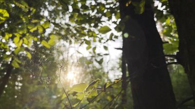 Örümcekağı rüzgarda sallanıyor ve arka planda güneş ışığı var. Örümcek ormanda bir örümcek ağı inşa eder. Yaz parkında gün batımında güzel bir manzara. Doğa kavramı vahşi yaşam.