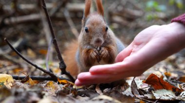Vahşi tüylü sincap dişi kolundan fındık alıp açık havada kemiriyor. Şirin kemirgen ormanda genç bir kızın elinden yemek yiyor. Sonbahar parkında aç küçük Sciurus 'u cevizlerle besleyen bir kadın..