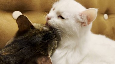 Güzel evcil kediler evde birbirlerini dilleriyle yalıyor. Evde kürkleriyle ilgilenen sevimli kediler. Aile kedisi birlikte dinleniyor. Sevimli hayvan kavramı.