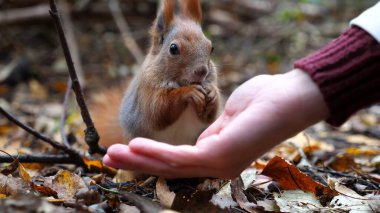 Vahşi tüylü sincap dişi kolundan fındık alıp açık havada kemiriyor. Şirin kemirgen ormanda genç bir kızın elinden yemek yiyor. Sonbahar parkında aç küçük Sciurus 'u cevizlerle besleyen bir kadın..