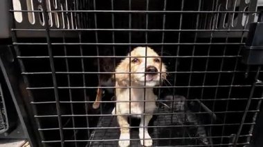 Minik şirin köpek yavruları kamyonda taşıyıcıda oturuyorlar. Kurtarma ekipleri Ukrayna 'daki bir cephe şehrinden hayvanları tahliye ediyor. Kibar insanlar evsizlerin hayvanlarını kurtarıp güvenli bir yere götürüyorlar. Yavaş çekim