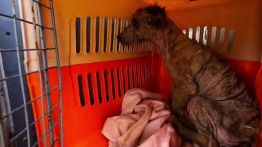 Yanmış köpek, küçük bir kamyonun taşıyıcısında oturuyor. Kurtarma ekipleri Ukrayna 'daki bir cephe şehrinden hayvanları tahliye ediyor. Kibar insanlar evsizlerin hayvanlarını kurtarıp güvenli bir yere götürüyorlar. Yavaş çekim