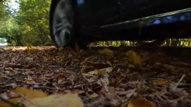 Siyah elektrikli sedan sarı yapraklar üzerinde boş bir yol boyunca hızlı gidiyor. Güçlü elektrikli araba ara sokaktan geçiyor. Otomobil tekerinin altından renkli sonbahar yaprakları uçuyor..