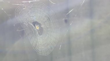 Örümcekağı bahçede rüzgarda sallanıyor ve arka planda güneş ışığı var. Örümcek açık havada bir örümcek ağı inşa eder. Yaz gününde güzel bir doğa sahnesi. Vahşi yaşam kavramı. Yavaş çekim