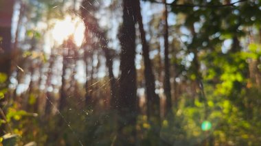 Örümcekağı ormanda rüzgarda sallanıyor ve arka planda güneş ışığı var. Örümcek ormanlık alanda bir örümcek ağı inşa eder. Yaz parkında gün batımında güzel bir doğa sahnesi. Vahşi yaşam kavramı. Yavaş çekim