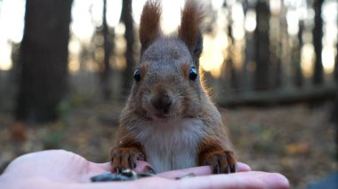 Şirin kemirgen ormanda genç bir kızın elinden yemek yiyor. Vahşi kabarık sincap dişi kolundan ayçiçeği tohumlarını alıp kemiriyor. Arkaplanda gün batımına karşı aç küçük bir Sciurus besleyen kadın..