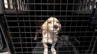 Minik şirin köpek yavruları kamyonda taşıyıcıda oturuyorlar. Kurtarma ekipleri Ukrayna 'daki bir cephe şehrinden hayvanları tahliye ediyor. Kibar insanlar evsizlerin hayvanlarını kurtarıp güvenli bir yere götürüyorlar. Yavaş çekim