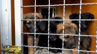 Minik şirin köpek yavruları kamyonda taşıyıcıda oturuyorlar. Kurtarma ekipleri Ukrayna 'daki bir cephe şehrinden hayvanları tahliye ediyor. Kibar insanlar evsizlerin hayvanlarını kurtarıp güvenli bir yere götürüyorlar. Yavaş çekim