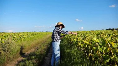 Dişi tarımcı, sarı çayır bitkilerini keşfediyor. Yetişkin çiftçi güneşli bir günde tarlada olgun ayçiçeklerini inceliyor. Güzel manzara manzarası. Tarım ve tarım sektörü kavramı. Yakın çekim.