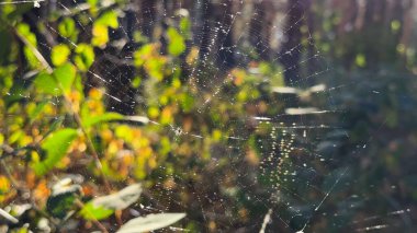 Örümcekağı ormanda rüzgarda sallanıyor ve arka planda güneş ışığı var. Örümcek ormanlık alanda bir örümcek ağı inşa eder. Yaz parkında gün batımında güzel bir doğa sahnesi. Vahşi yaşam kavramı. Yavaş çekim