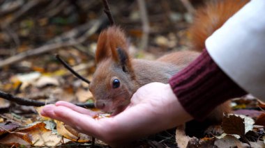 Vahşi tüylü sincap dişi kolundan fındık alıp açık havada kemiriyor. Şirin kemirgen ormanda genç bir kızın elinden yemek yiyor. Sonbahar parkında aç küçük Sciurus 'u cevizlerle besleyen bir kadın..