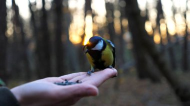 Small titmouse eating meal from arm of young girl against sunset at background. Little tomtit pecking food from a female hand at autumn. Woman feeding cute tit bird to sunflower seeds in forest.