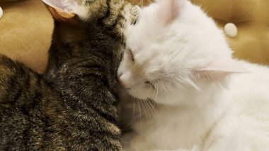 Güzel evcil kediler evde birbirlerini dilleriyle yalıyor. Evde kürkleriyle ilgilenen sevimli kediler. Aile kedisi birlikte dinleniyor. Sevimli hayvan kavramı.
