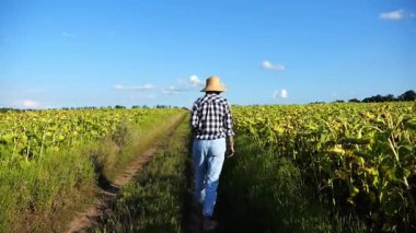 Dişi çiftçi sarı çayır yakınlarındaki yoldan geçiyor ve bitkileri keşfediyor. Hasır şapkalı yetişkin tarım uzmanı tarlada yürüyor ve olgun ayçiçeklerini inceliyor. Tarım sektörü kavramı.