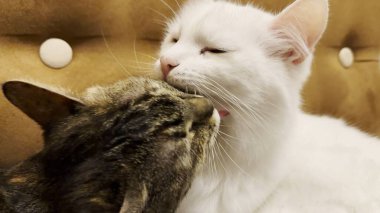 Güzel evcil kediler evde birbirlerini dilleriyle yalıyor. Evde kürkleriyle ilgilenen sevimli kediler. Aile kedisi birlikte dinleniyor. Sevimli hayvan kavramı.