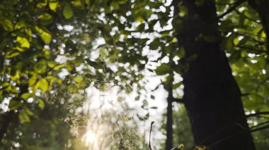 Örümcekağı rüzgarda sallanıyor ve arka planda güneş ışığı var. Örümcek ormanda bir örümcek ağı inşa eder. Yaz parkında gün batımında güzel bir manzara. Doğa kavramı vahşi yaşam.