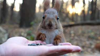 Şirin kemirgen ormanda genç bir kızın elinden yemek yiyor. Vahşi kabarık sincap dişi kolundan ayçiçeği tohumlarını alıp kemiriyor. Arkaplanda gün batımına karşı aç küçük bir Sciurus besleyen kadın..