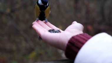 Woman feeding cute tit bird to sunflower seeds in forest. Small titmouse eating meal from arm of young girl outdoor. Beautiful tomtit pecking food from a female hand at autumn. Close up Slow mo